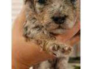 Mutt Puppy for sale in Melrose Park, IL, USA