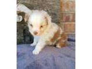 Australian Shepherd Puppy for sale in Willow Springs, MO, USA