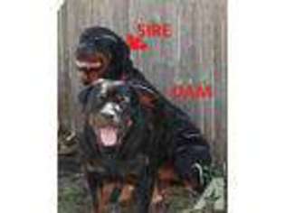 Rottweiler Puppy for sale in ROCHESTER, NY, USA