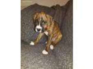Boxer Puppy for sale in Palos Park, IL, USA