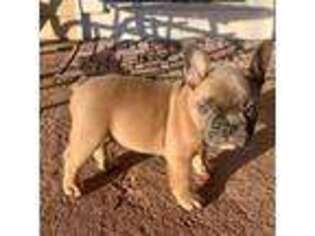 French Bulldog Puppy for sale in Maywood, MO, USA