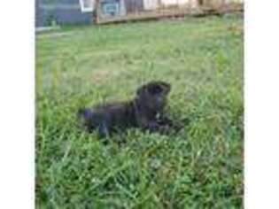 Cane Corso Puppy for sale in Saint Louisville, OH, USA