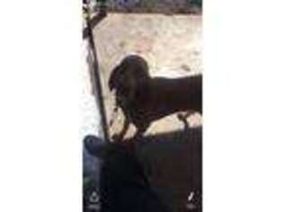 Bloodhound Puppy for sale in Abilene, TX, USA