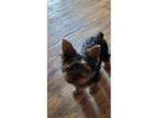 Yorkshire Terrier Puppy for sale in Greensboro, NC, USA
