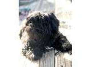 Russian Tsvetnaya Bolonka Puppy for sale in Chattanooga, TN, USA