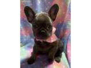 French Bulldog Puppy for sale in Liberty, MO, USA