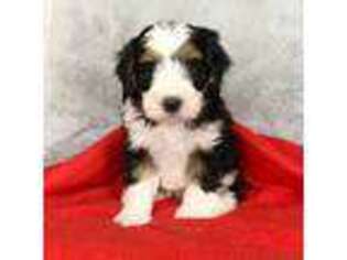 Mutt Puppy for sale in Berlin, OH, USA