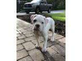 Olde English Bulldogge Puppy for sale in Alva, FL, USA
