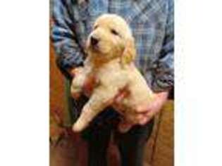 Golden Retriever Puppy for sale in Alpharetta, GA, USA
