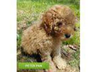 Labradoodle Puppy for sale in Hurt, VA, USA