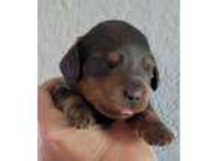 Dachshund Puppy for sale in Vacaville, CA, USA