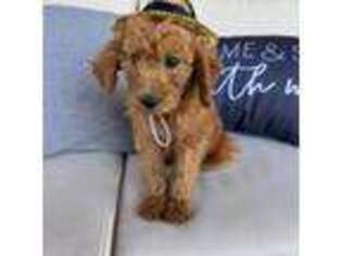 Labradoodle Puppy for sale in Bristow, OK, USA