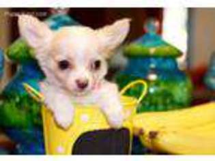 Chihuahua Puppy for sale in Conway, AR, USA