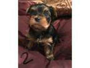 Yorkshire Terrier Puppy for sale in Florence, SC, USA