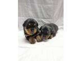 Rottweiler Puppy for sale in Vancouver, WA, USA