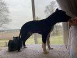American Staffordshire Terrier Puppy for sale in Stockbridge, MI, USA