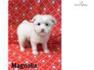 Chinese Crested Puppy for sale in Hattiesburg, MS, USA