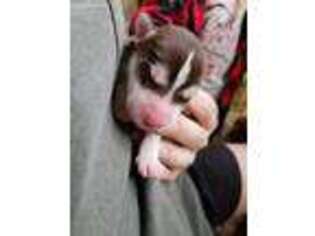 Siberian Husky Puppy for sale in Roseburg, OR, USA