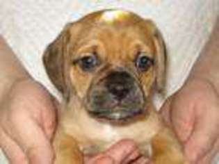 Puggle Puppy for sale in Victoria, VA, USA