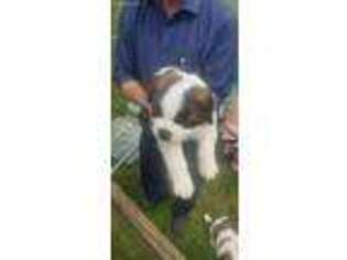 Saint Bernard Puppy for sale in Lexington, AL, USA