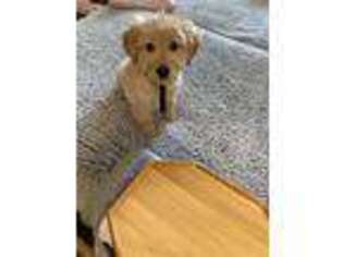 Goldendoodle Puppy for sale in Newport, KY, USA