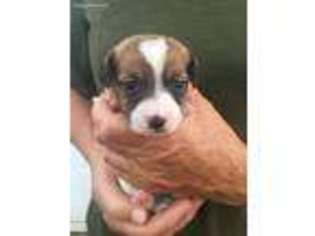 Jack Russell Terrier Puppy for sale in Greenville, OH, USA