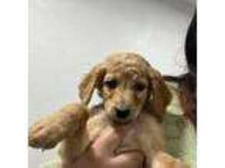 Goldendoodle Puppy for sale in Odessa, TX, USA