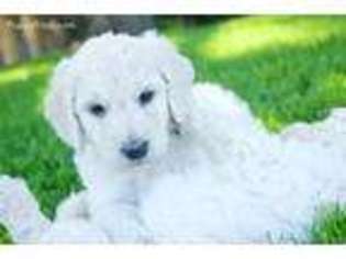 Goldendoodle Puppy for sale in Kennewick, WA, USA