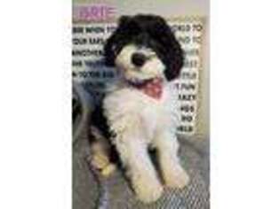 Old English Sheepdog Puppy for sale in Middlebury, IN, USA