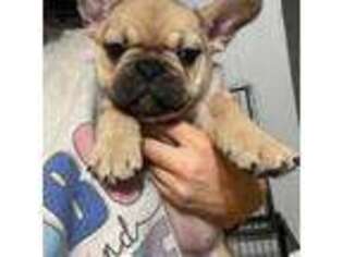 French Bulldog Puppy for sale in Poplarville, MS, USA