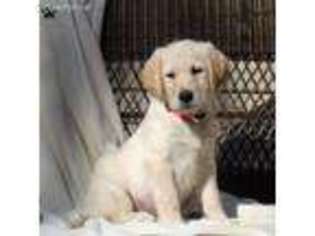 Labradoodle Puppy for sale in Blain, PA, USA