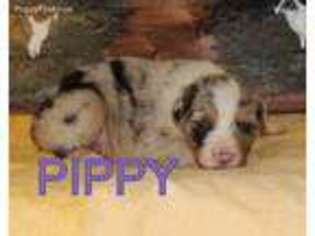 Australian Shepherd Puppy for sale in Deer, AR, USA