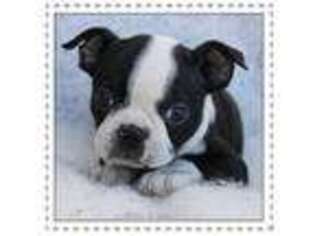 Boston Terrier Puppy for sale in Colorado Springs, CO, USA