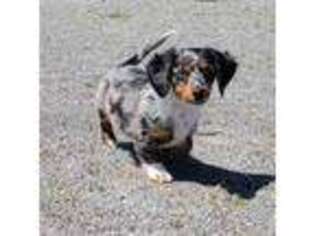 Dachshund Puppy for sale in Orchard Park, NY, USA