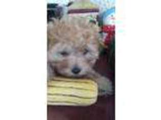 Mutt Puppy for sale in Eastport, ME, USA