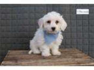 Bichon Frise Puppy for sale in Wausau, WI, USA