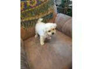 Bichon Frise Puppy for sale in Carthage, IN, USA