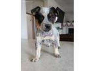Australian Cattle Dog Puppy for sale in Golden, CO, USA