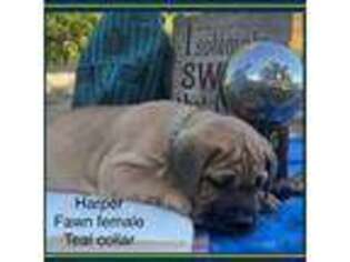 Cane Corso Puppy for sale in Holts Summit, MO, USA