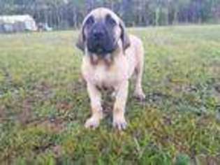 Boerboel Puppy for sale in Gulfport, MS, USA