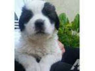 Saint Bernard Puppy for sale in SAN JOSE, CA, USA