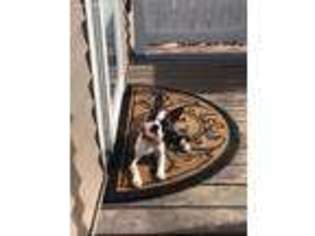Boston Terrier Puppy for sale in Macomb, IL, USA