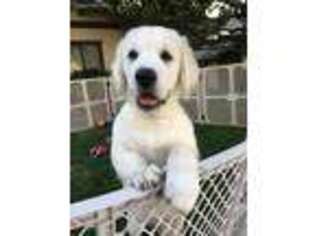 Mutt Puppy for sale in Colton, CA, USA