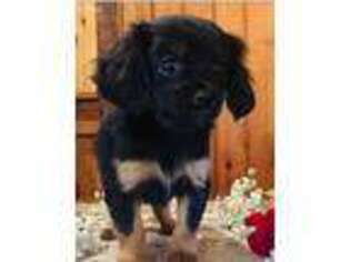 Cavachon Puppy for sale in NAUGATUCK, CT, USA