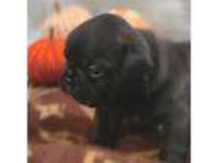 French Bulldog Puppy for sale in Kingston, NY, USA