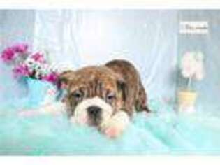Bulldog Puppy for sale in Battle Creek, MI, USA