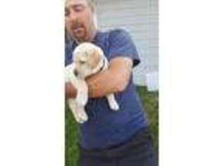 Labrador Retriever Puppy for sale in Wadena, MN, USA