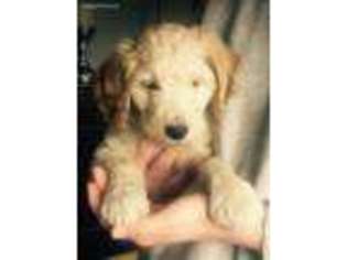 Goldendoodle Puppy for sale in Dansville, MI, USA