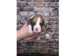 Boxer Puppy for sale in Jonesboro, IL, USA