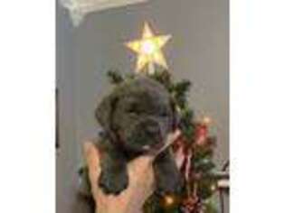 Cane Corso Puppy for sale in Bryans Road, MD, USA